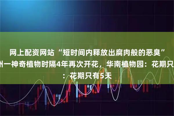 网上配资网站 “短时间内释放出腐肉般的恶臭”，广州一神奇植物时隔4年再次开花，华南植物园：花期只有5天
